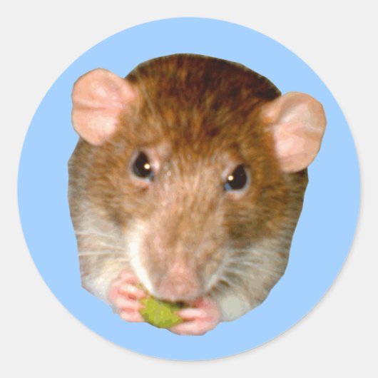 Rond Sticker au rat affamé (Devant)