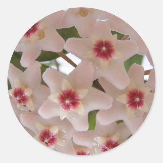 Rond Sticker avec fleurs de Hoya carnosa (Devant)