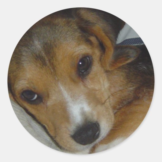 Rond Sticker beagle 2 (Devant)