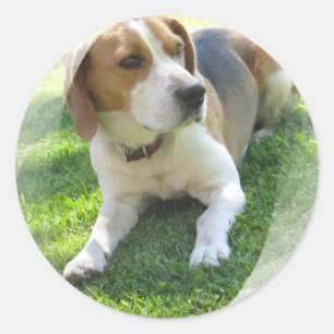 Rond Sticker beagle Hound Dog