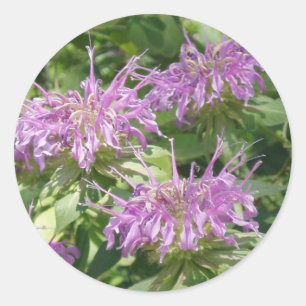 Rond Sticker Bergamont Bee Balm