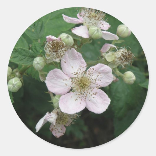 Rond Sticker Blackberry Flowers (Devant)