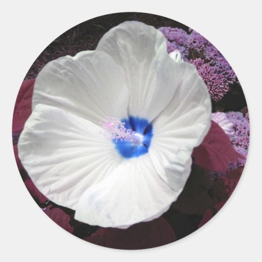 Rond Sticker bleu Hibiscus - Personnalisable (Devant)