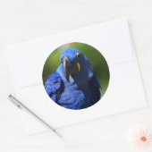 Rond Sticker bleu Hyacinth Macaw Classic Round (Enveloppe)