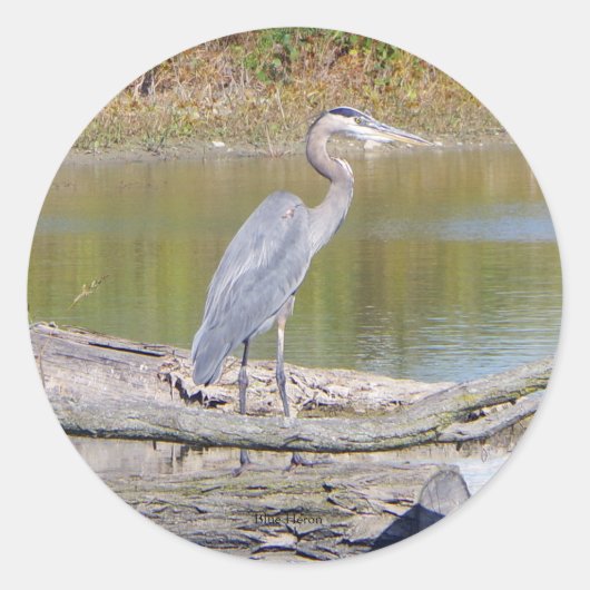 Rond sticker Blue Heron (Devant)