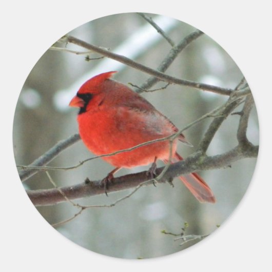 Rond Sticker Cardinal Rouge (Homme) (Devant)