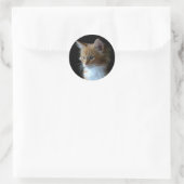 Rond sticker chaton Maine Coon (Sac)