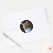 Rond sticker chaton Maine Coon (Enveloppe)
