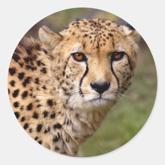 Rond Sticker Cheetah (Devant)