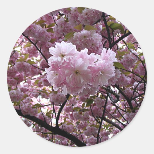 Rond Sticker Cherry Blossoms (Devant)