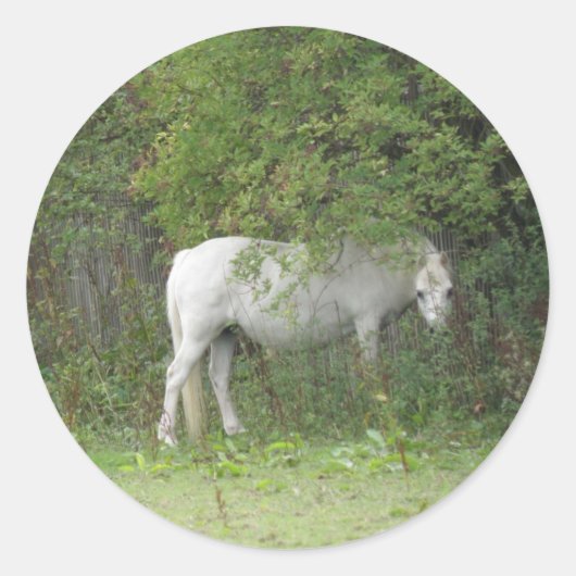 Rond Sticker Cheval Blanc Shy (Devant)