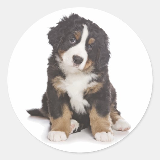 Rond Sticker Chien Chien Montagne Bernese / Sceau (Devant)