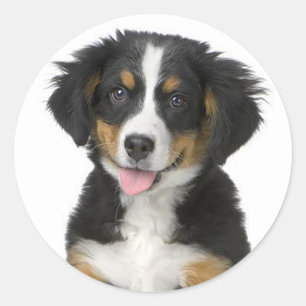 Rond Sticker Chien Chien Montagne Bernese / Sceau
