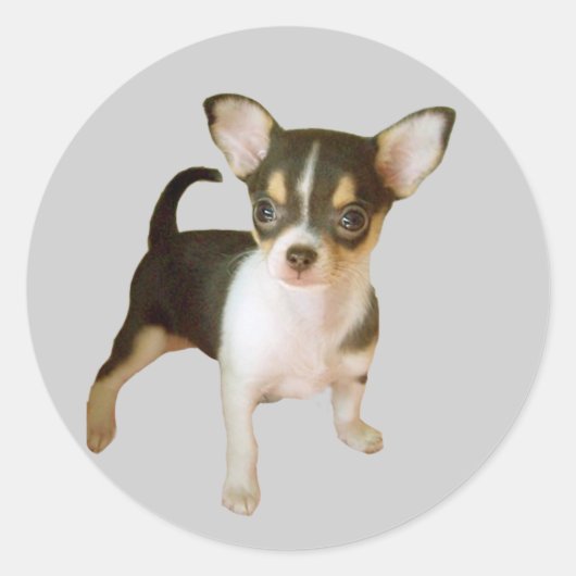 Rond Sticker Chihuahua Cutie (Devant)