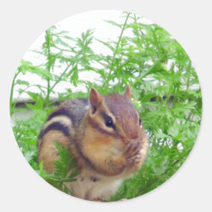 Rond Sticker Chipmunk