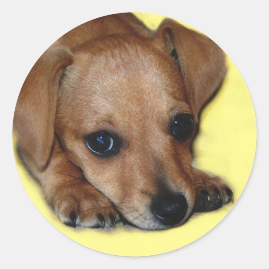 Rond Sticker Chiweenie (Devant)