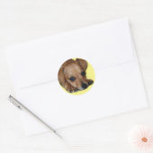 Rond Sticker Chiweenie (Enveloppe)