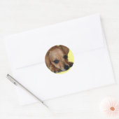 Rond Sticker Chiweenie (Enveloppe)