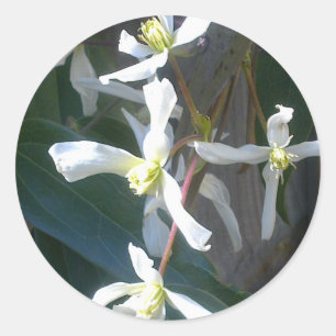 Rond Sticker Clematis Armandii Blossom