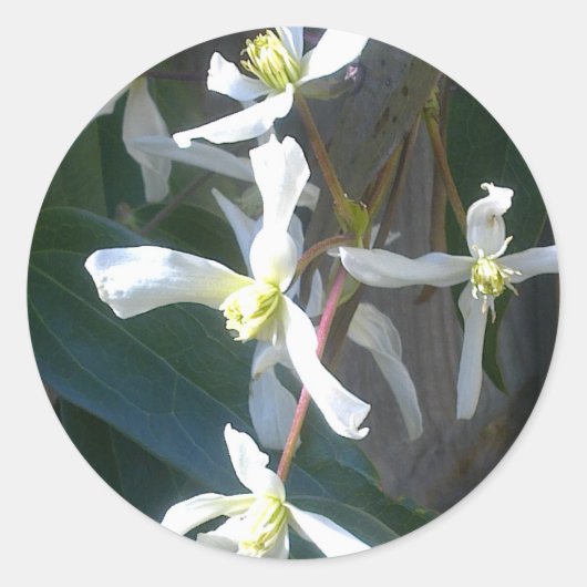 Rond Sticker Clematis Armandii Blossom (Devant)