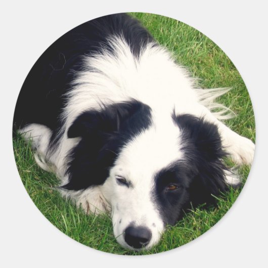 Rond Sticker Collie Bordure (Devant)
