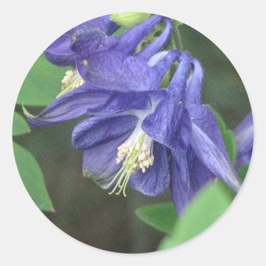 Rond Sticker Columbine (Devant)