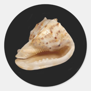 Rond Sticker Coquille