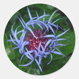 Rond sticker Cornflower bleu