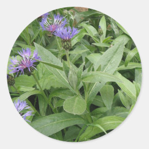Rond Sticker Cornflowers