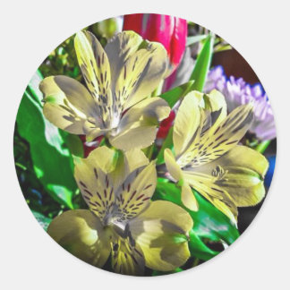 Rond Sticker couleur Pop