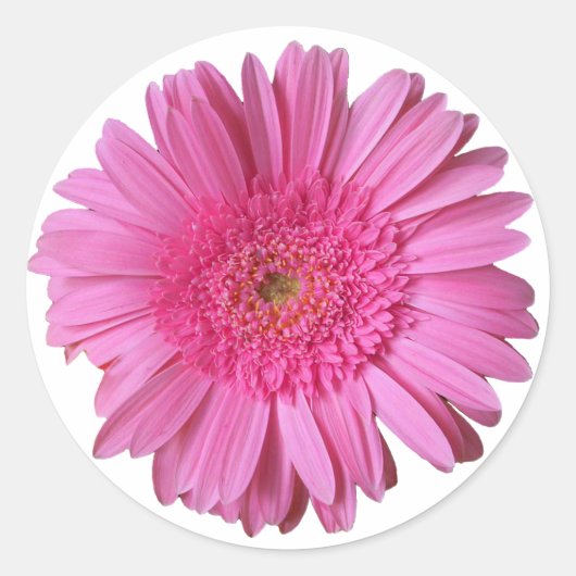 Rond Sticker couleur rose vif Gerber Daisy (Devant)