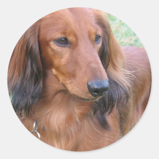 Rond Sticker Dachshund (Devant)