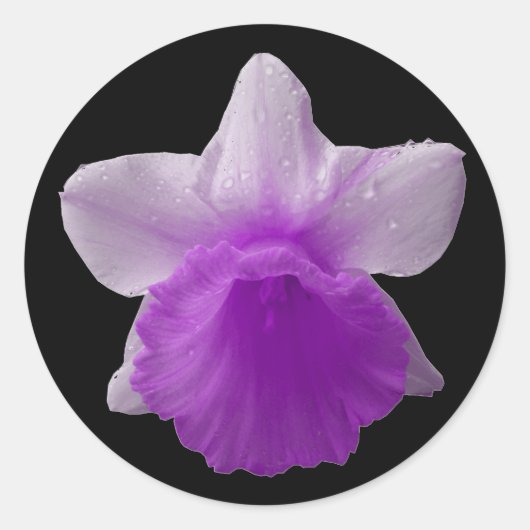Rond Sticker Daffodil Purple (Devant)