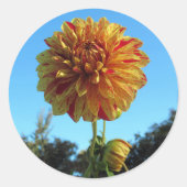Rond Sticker Dahlia Jaune et Rouge (Devant)