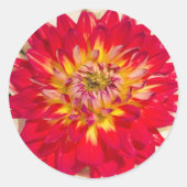 Rond Sticker Dahlia Rouge Et Jaune Flamme (Devant)