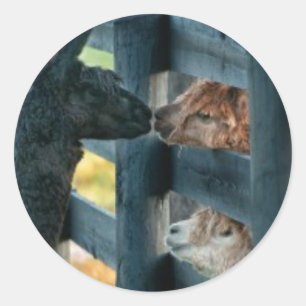 Rond Sticker de baisers Alpaca