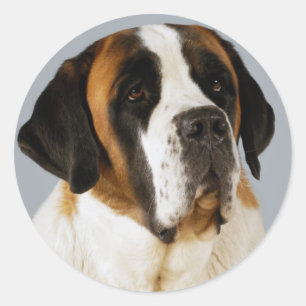 Rond Sticker de Chien à chiots Saint Bernard / Étique