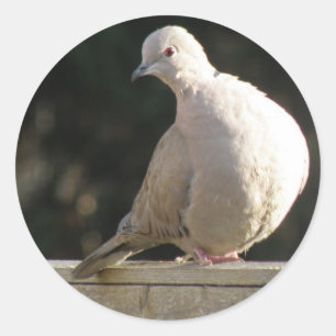 Rond Sticker de colombe à collier