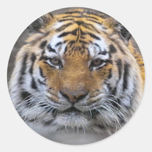 Rond Sticker de fermeture de brouillard photo Tiger (Devant)