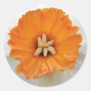Rond Sticker de jonquille blanche