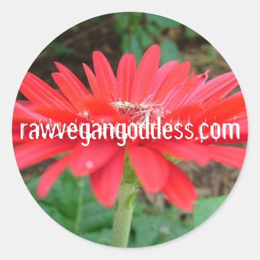 Rond Sticker de marguerite (Devant)