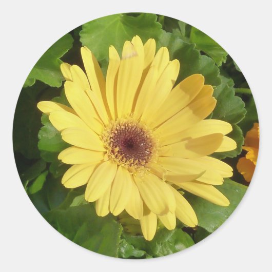 Rond Sticker de marguerite jaune (Devant)