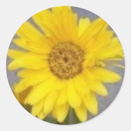 Rond Sticker de marguerite jaune (Devant)