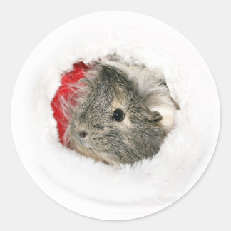 Rond sticker de Noël de Cochon de Guinée