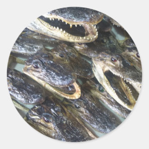 Rond Sticker de tête de Gator
