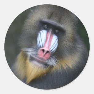 Rond Sticker de visage de babon