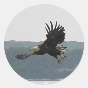 Rond Sticker de vol Eagle