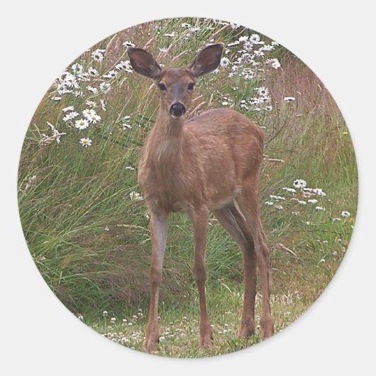 Rond Sticker Deer Fawn (Devant)