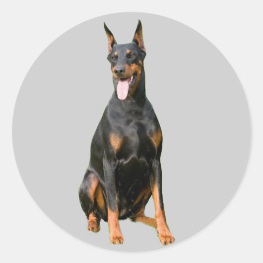 Rond Sticker Doberman Pinscher (Devant)