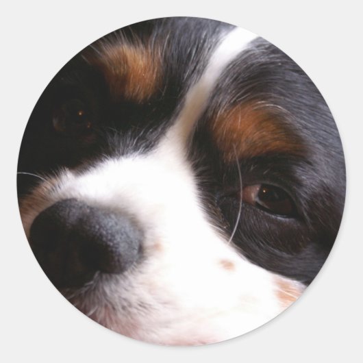 Rond Sticker en espagnol King Charles Cavalier (Devant)